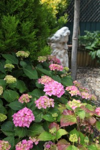 The hydrangeas are a picture