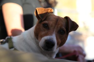 Millie(tant) looking angelic - don;t be fooled!