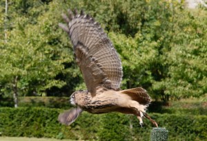 An Eagle Owl at Arundel Castle