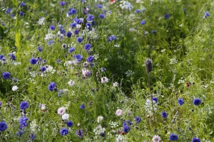 Meadow flowers in the castle gardens