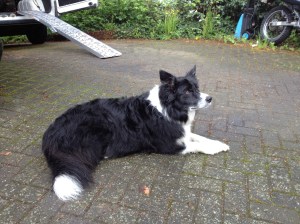 Fergus the real thing