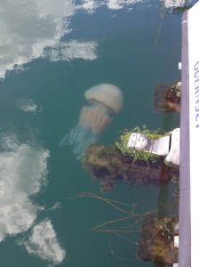 Jellyfish in Torquay harbour, along side the stern of a boat approximately two metres wide - which gives an idea of its size. They're all about this size too.