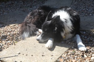Fergus having a rest after his long walk