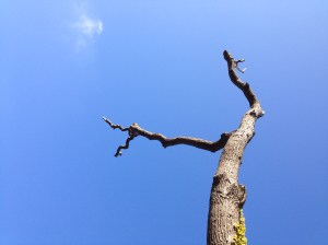 Perfect blue October sky