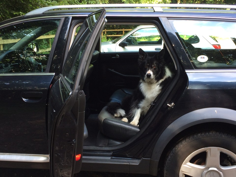I took him over to Stour woods for a romp and he flatly refused to get out the car, until I walked away....