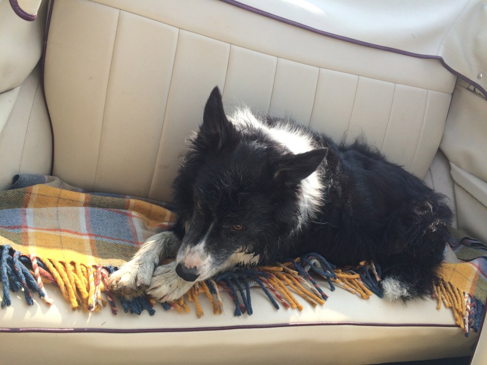 Fergus in the back of Boris the Morris after a run on the beach