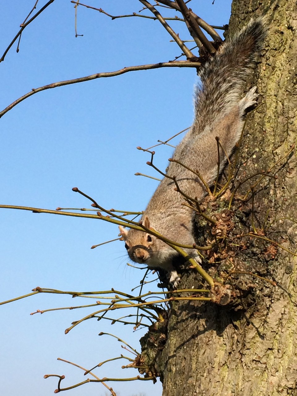 A very friendly squirrel in Castle Park, Colchester. He thought I had food....