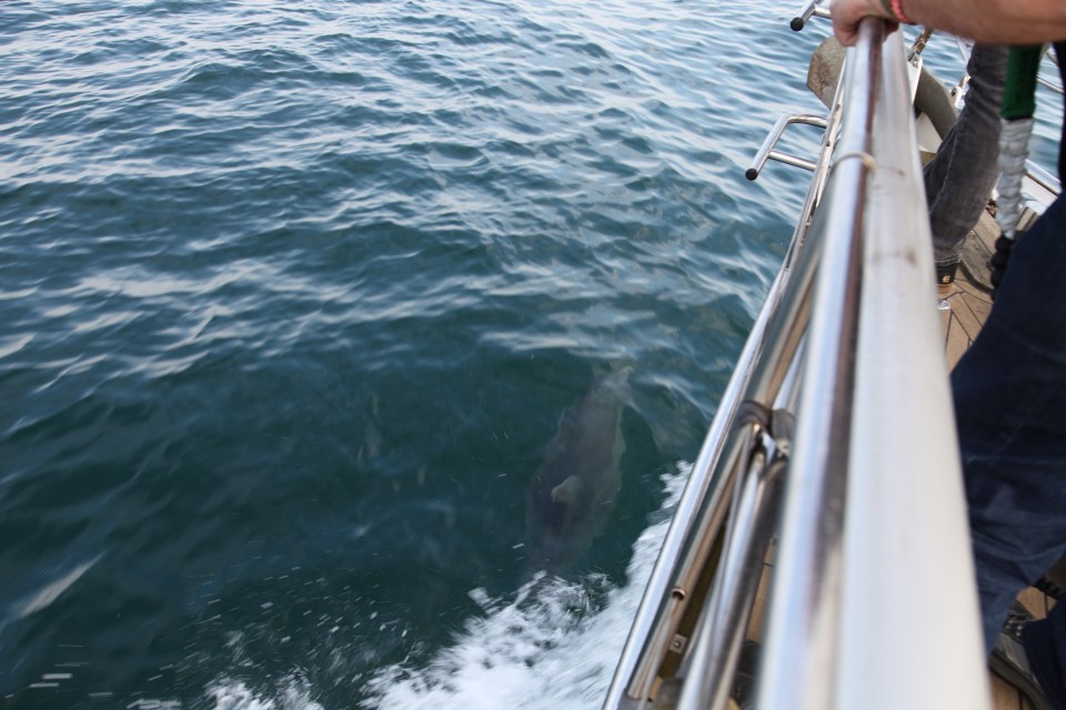 A Dolphin enjoying the momentum created by the bow wave