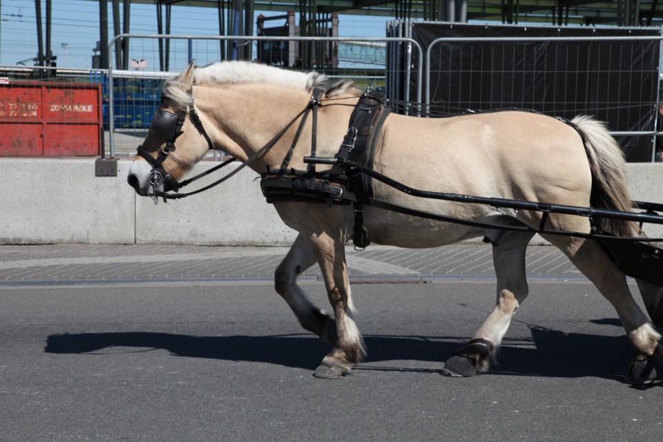 A random pony pulling a trap through the crowds. You could call it a tourist trap....