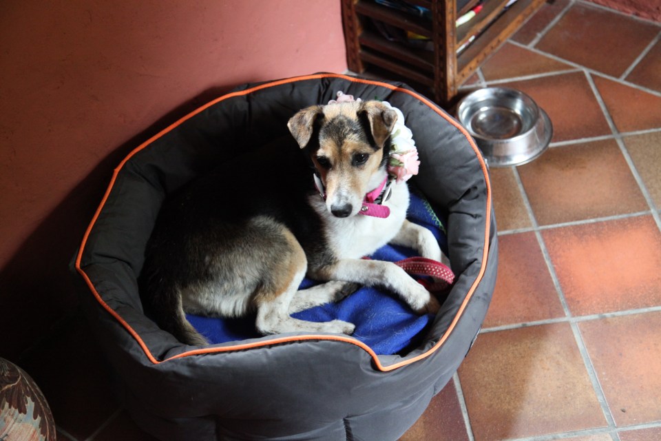 Minnie wearing her wedding collar